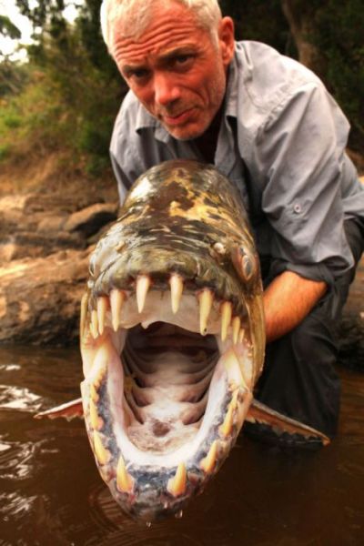 piranha fish piranha fish