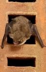 [bat.jpg]