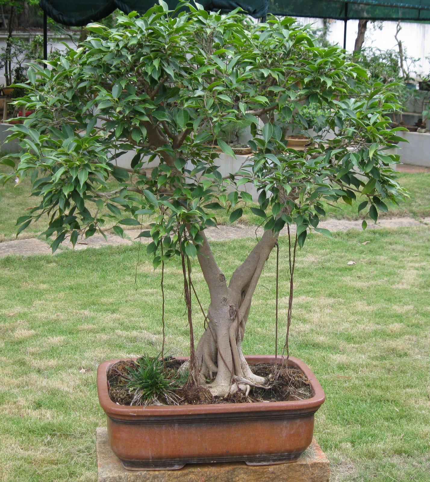 Bodhi Bonsai, Chennai, India Ficus Benjamina Nuda25 years in training