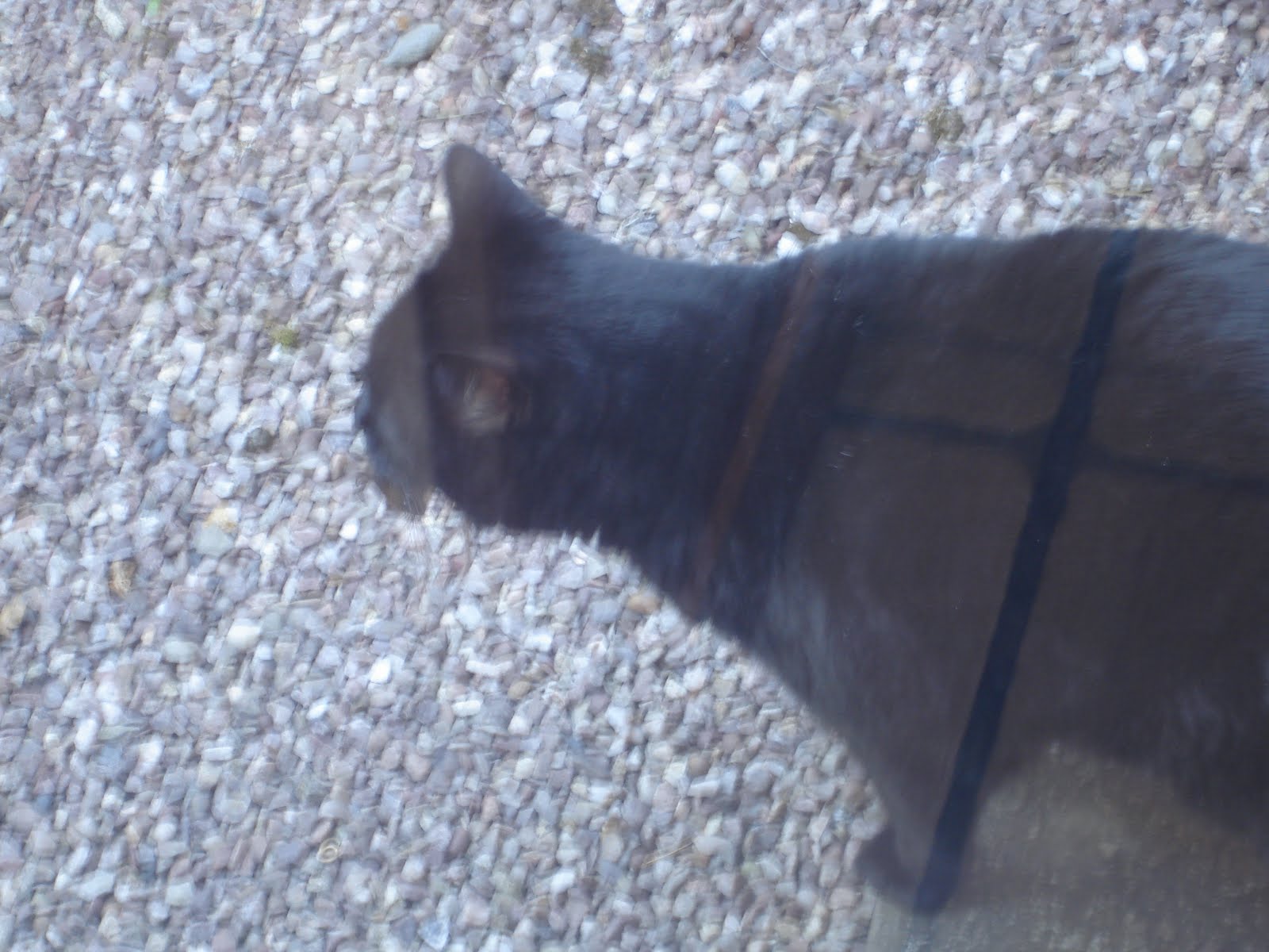Mancunian Cat