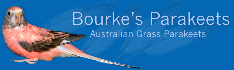 Shirley Morgan's Bourke's Parakeets