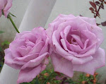 Rosa Lilás