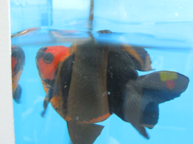 Dragon Eyed Goldfish