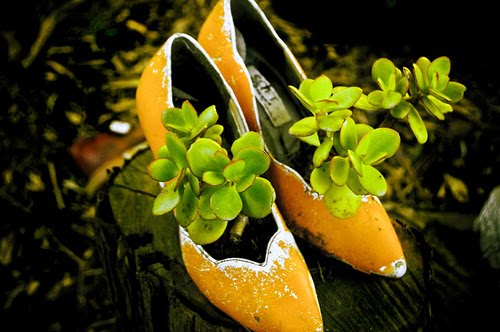 [shoe-garden]