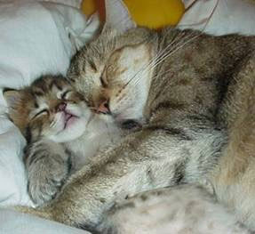 cat_Kitten_hugs_2.jpg
