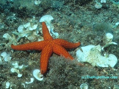 93 red sea star
