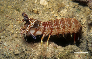 Mantis shrimp guarding its burrow Mantis shrimp (Odontodactylus brevirostris)