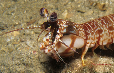 Mantis shrimp (Odontodactylus brevirostris) Mantis shrimp (Odontodactylus brevirostris)