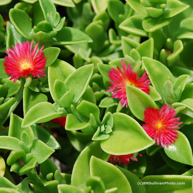 B N Sullivan Photography Rock Rose Ice Plant (Aptenia cordifolia)