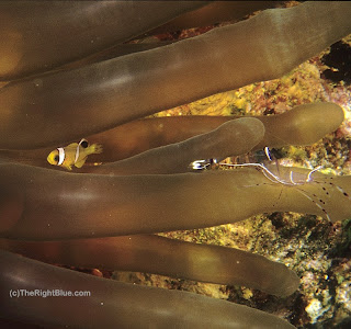 A juvenlie Two-bar anemonefish (Amphiprion bicinctus) and an Anemone Shrimp (Periclimenes longicarpus) share a home among the tentacles of an anemone Anemone with shrimp (Periclimenes longicarpus) and juvenile fish (Amphiprion bicinctus)