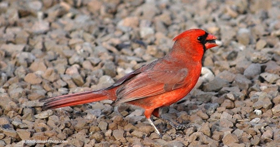 b n sullivan photography mr cardinal found a sunflower seed b n sullivan photography mr cardinal found a sunflower seed