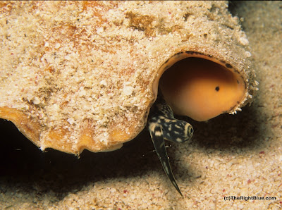 One eyestalk peeks out from under the shell as the Queen Conch crawls along the sand Strombus gigas
