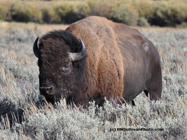 Huge Bison