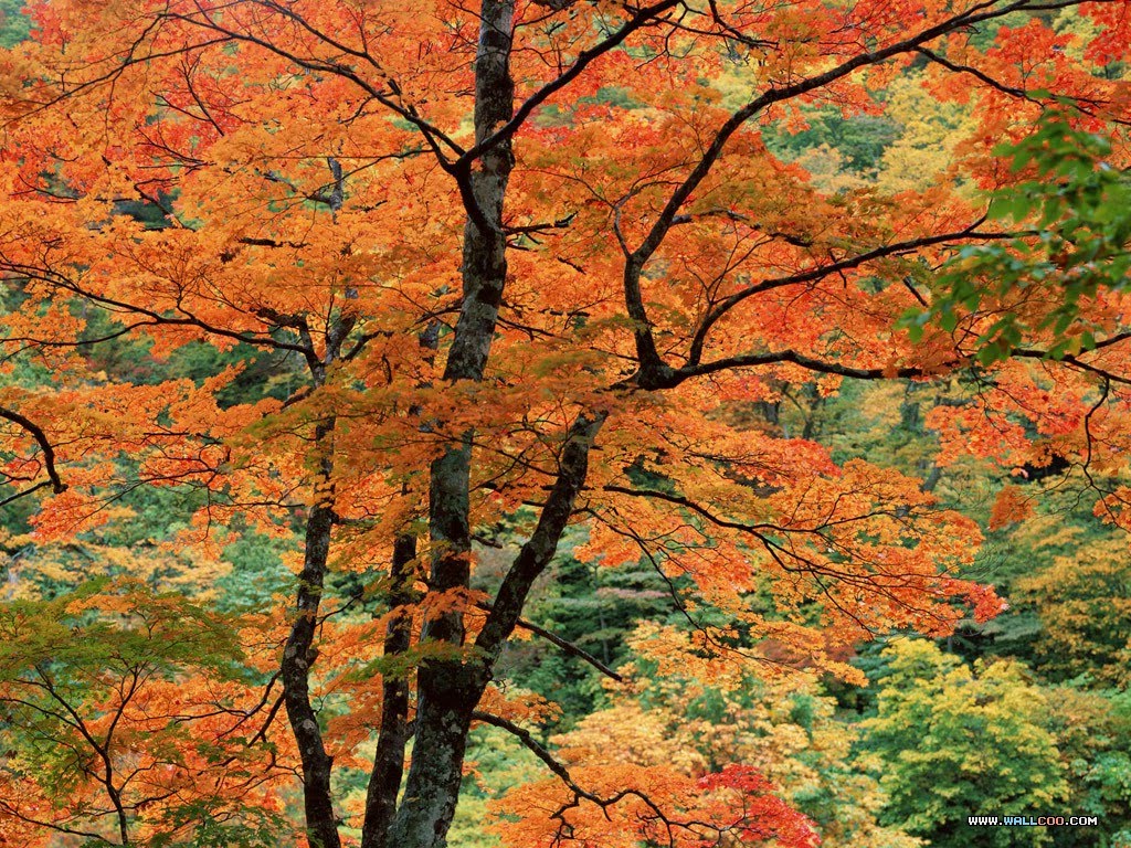 seasonal autumn