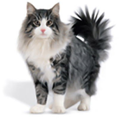 Norsk Skogkatt