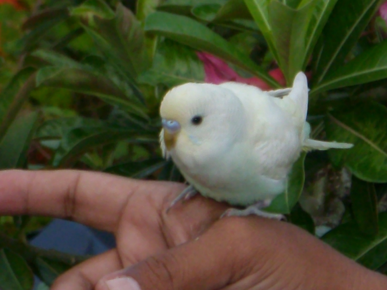 Pet Parakeet Care Pet Parakeet Care Four Expert Tips for Taking Care