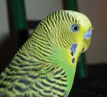 Pet Parakeet Care: Pet Parakeet Care: Train Your Parakeet to Talk