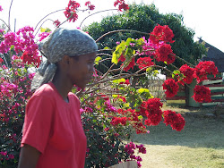 walking past wild poinsetias