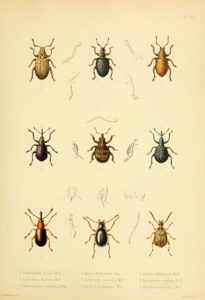 [insecta8.jpg]
