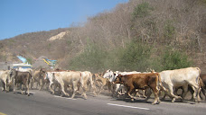 Steers on the highway. Whew.