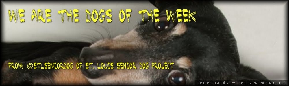 Dog of the Week