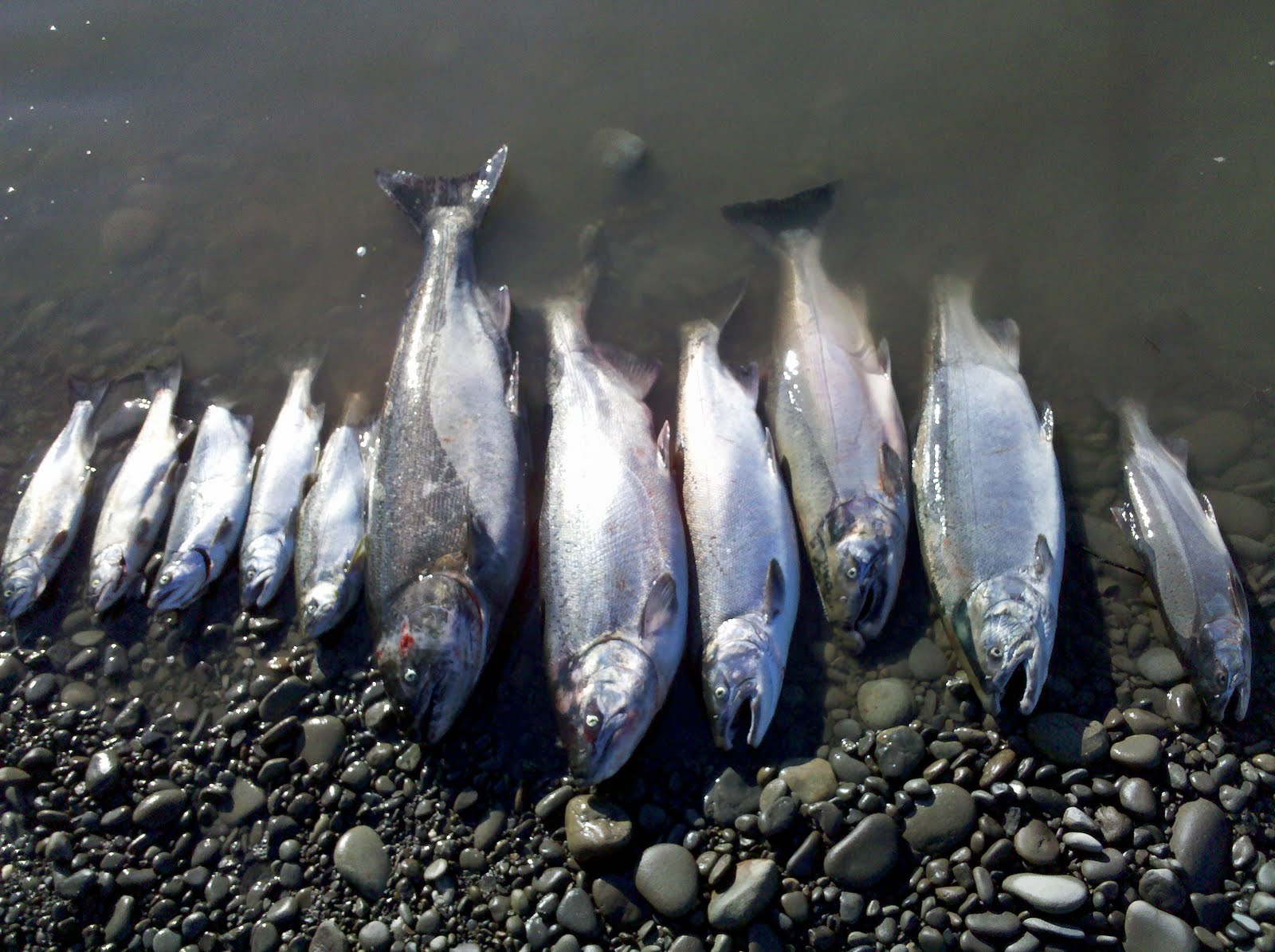 Quinault Fishing Guide September 2010