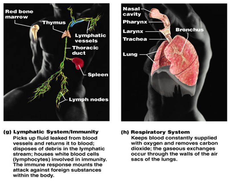 TooSogiE Medical Images: Organ Systems of the Body