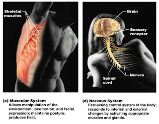 TooSogiE Medical Images: Organ Systems of the Body