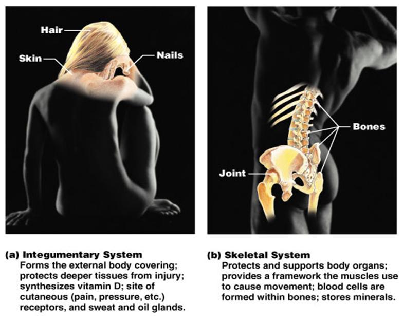 TooSogiE Medical Images: Organ Systems of the Body