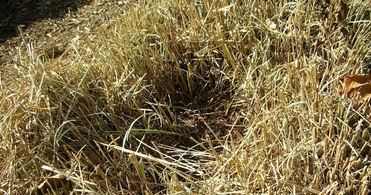 Garden Thyme with the Creative Gardener: Fixing Dead Spots in