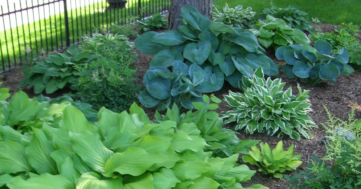 Hostas in Your Garden Design