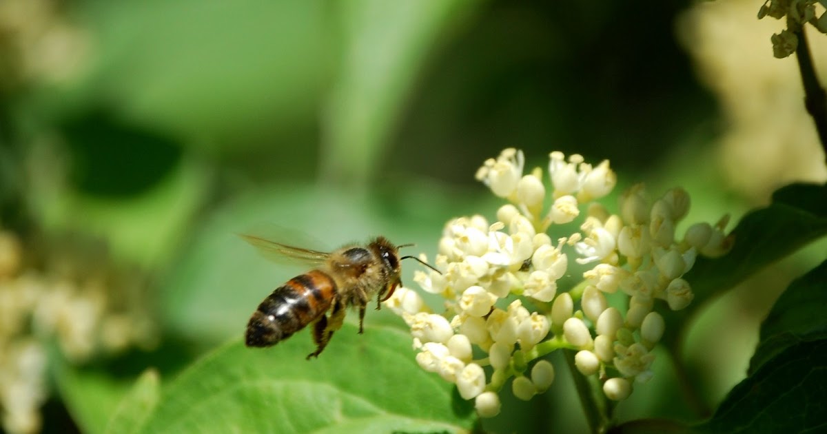 The Peace Bee Farmer Native Dogwoods in Bloom