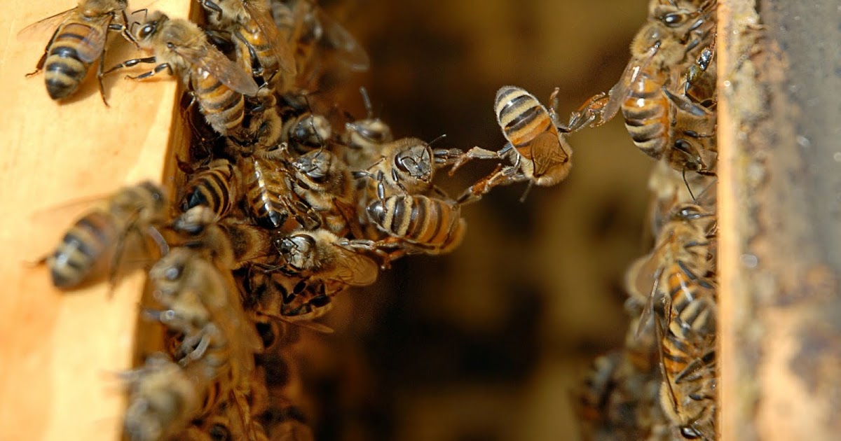 The Peace Bee Farmer Honey Bees Festoon