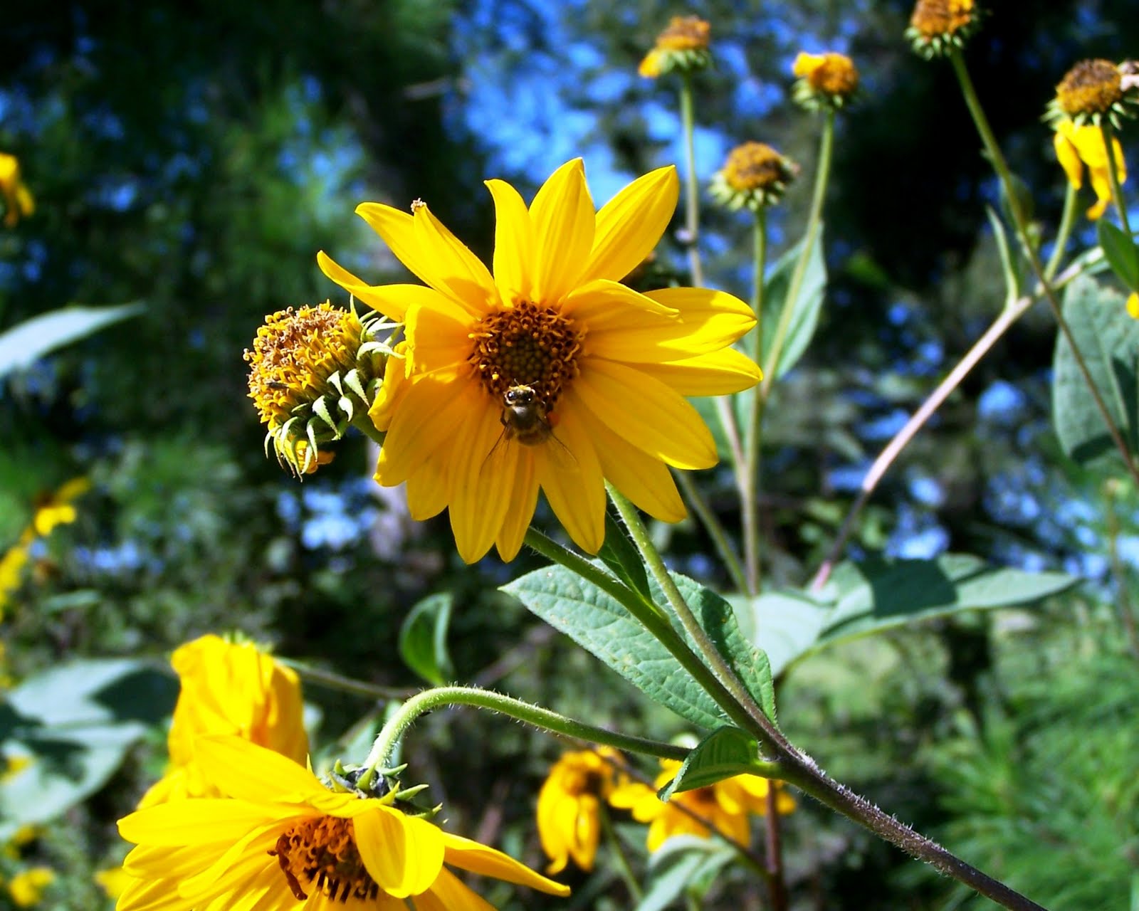 The Peace Bee Farmer The Composite Family