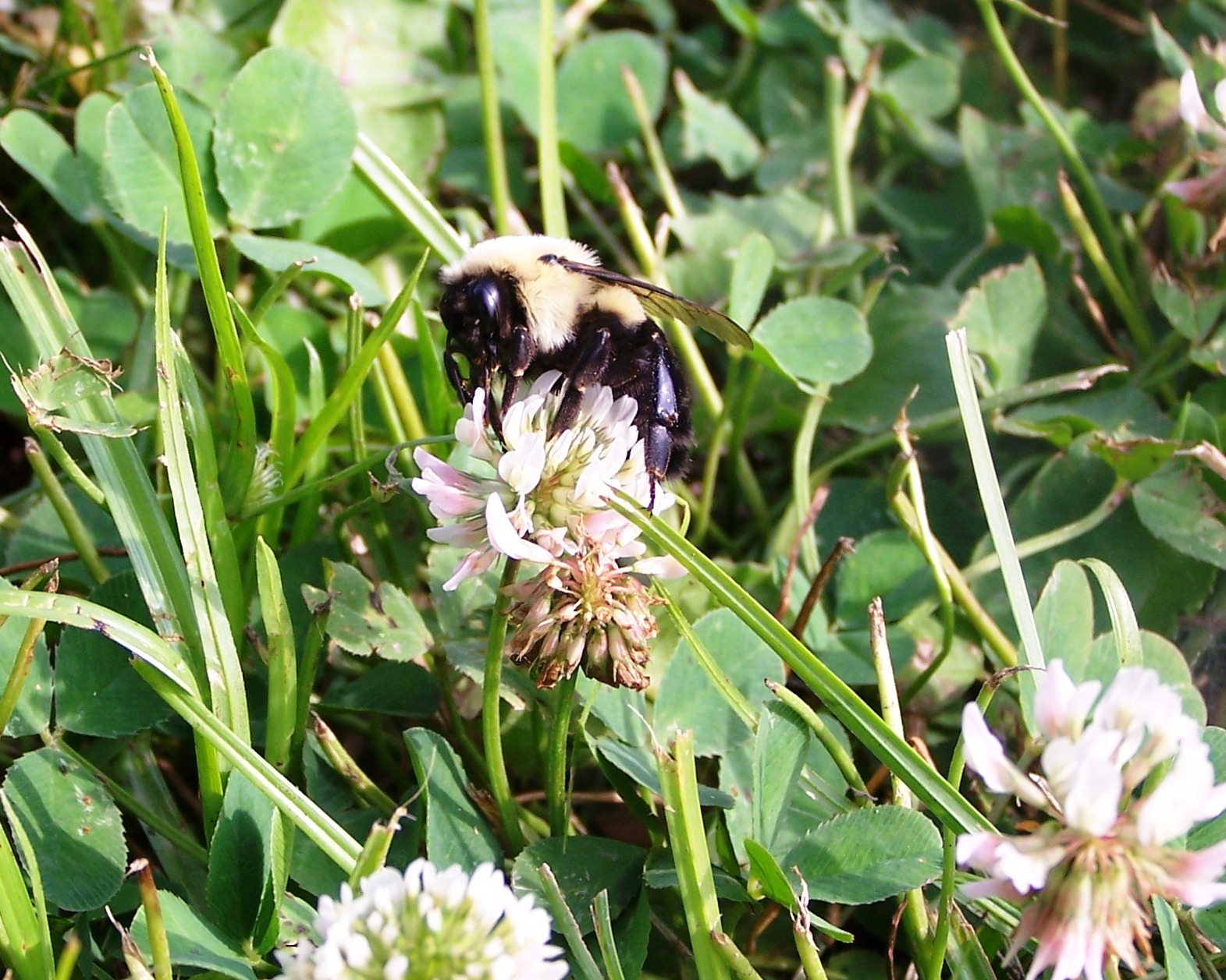 The Peace Bee Farmer Clover in Bloom