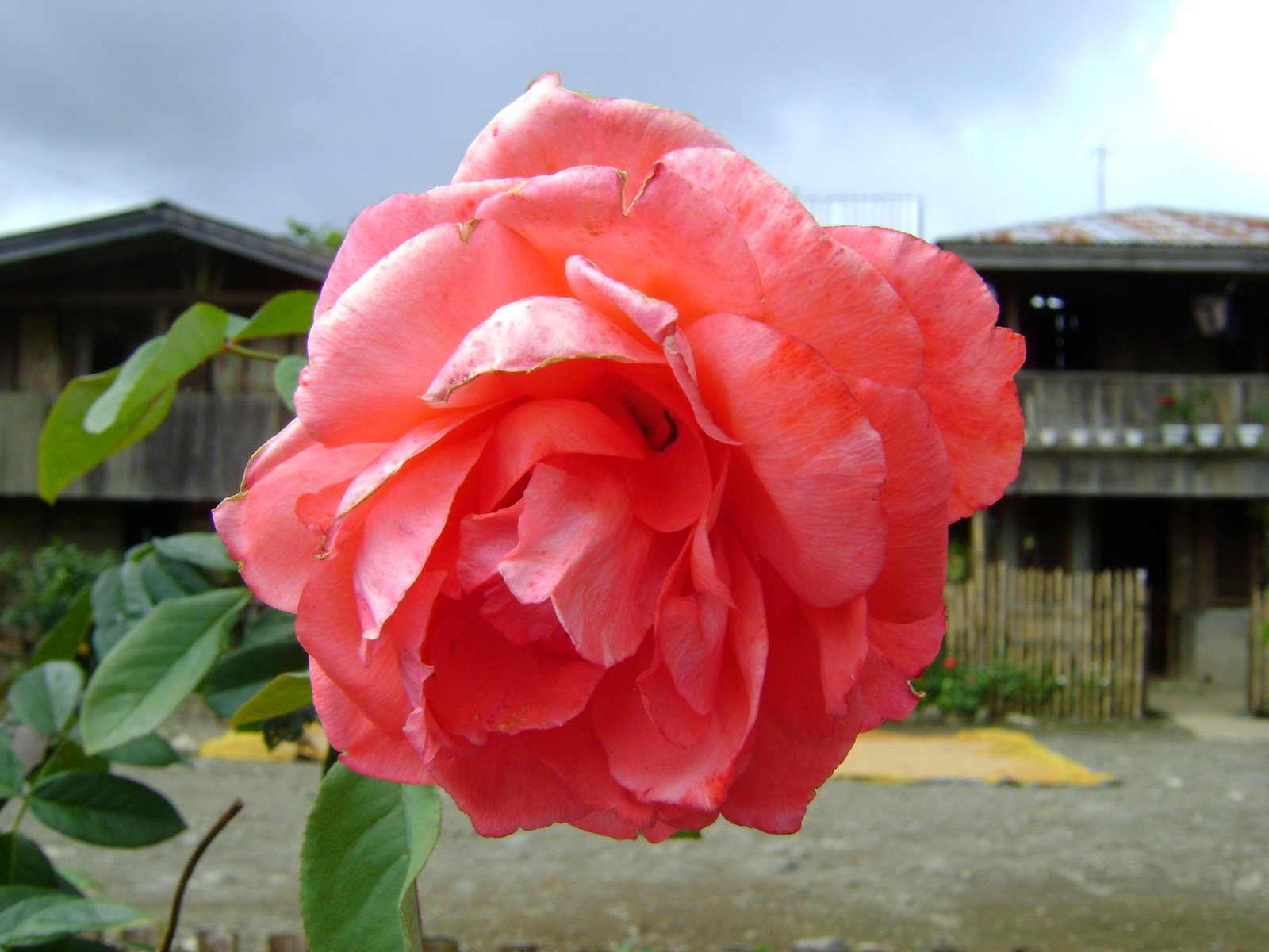 [DSC02228.JPG]