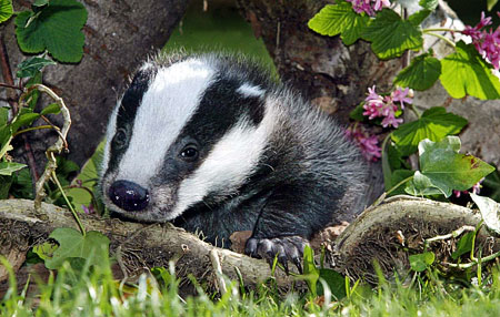 Cute Animals: Baby Badgers