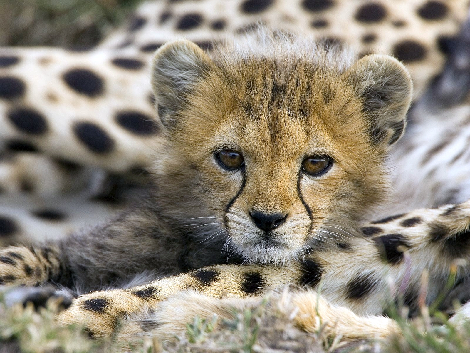 baby cheetah 5260