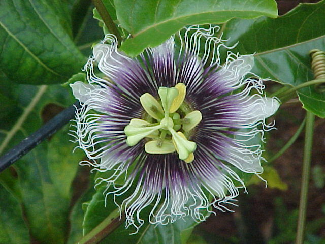[flor+maracuja.JPG]