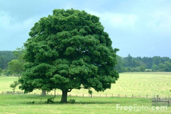 [15_19_8---Tree--Northumberland_web.jpg]