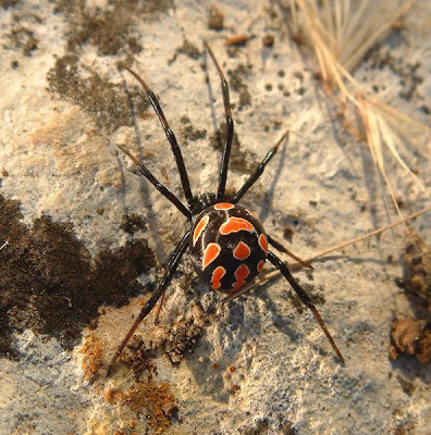 Greece Animals