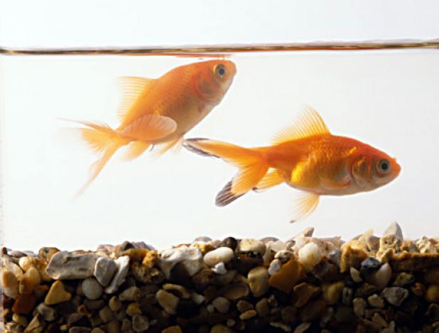 what do goldfish eggs look like. Fantail+goldfish+eggs