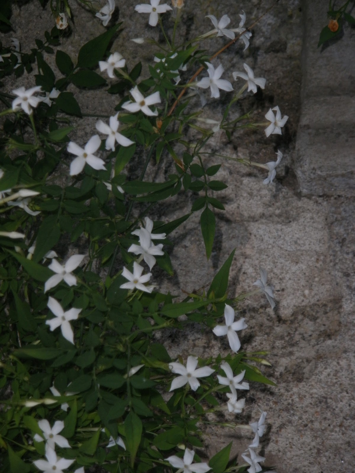 Le Jardin Des Simples Juillet 2010