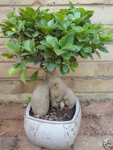 My Ficus Ginseng Plant!