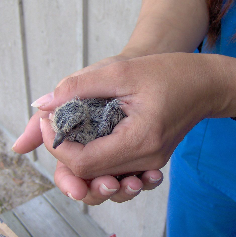 Aquarian Bath Wild Bird Rescue and Turtle Day this Saturday at Ponce Inlet