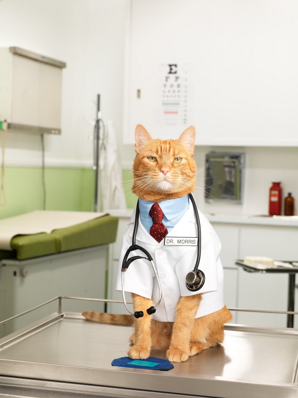 Top 10 Emergency Response Cats