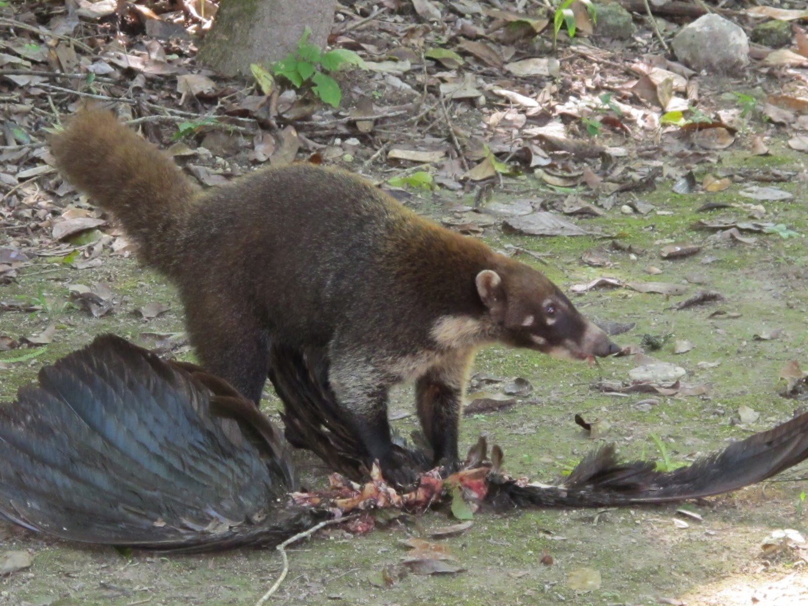 Jungle Rat