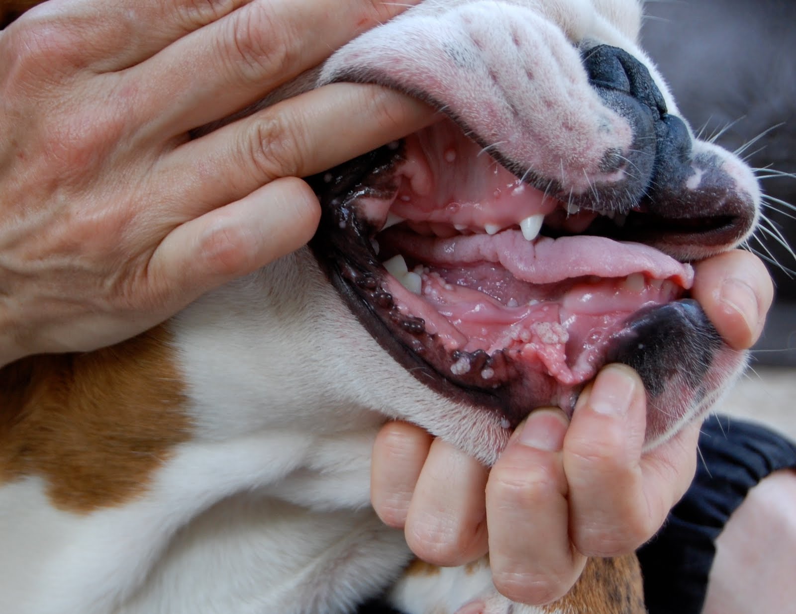 your amstaff x rescue is 20 months old and had surgery in november wart in dog mouth