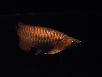 arowanna spoon head arowana