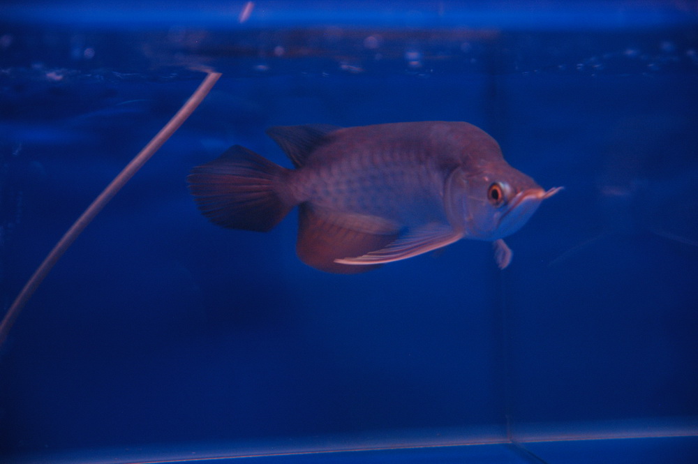 arowanna sell rare golden
